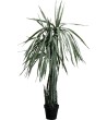 KARE roślina dekoracyjna DRAGON TREE 155  cm